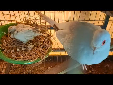 Diamond Doves: The Ultimate Guide to a Healthy Diet