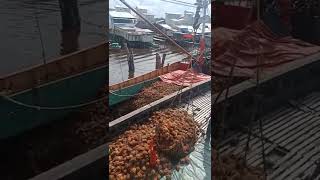 Download lagu kapal bongkar muatan kelapa#short# mp3 Download lagu kapal bongkar muatan kelapa#short# mp3