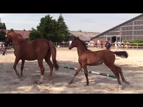 Holsteiner Fohlenschau Föhr 2021 | SF | Clarimo x For Pleasure x Lord Z | St. 18A2 | G. Ohlsen