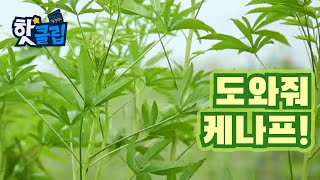 바이오매스 유망식물, 케나프의 특징 [핫클립] / YTN 사이언스
