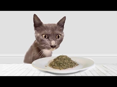 Cats Try Catnip For The First Time