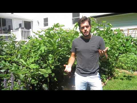 download lagu mp3 mp4 Fig Trees For Sale In Canada, download lagu Fig Trees For Sale In Canada gratis, unduh video klip Fig Trees For Sale In Canada