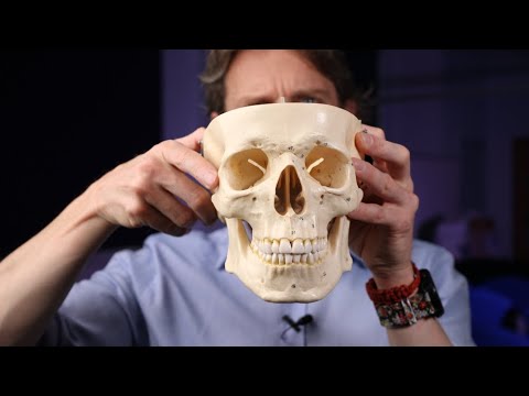 Labelled skull bones