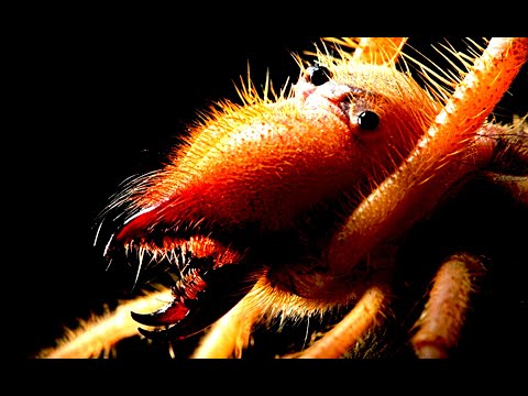 Red Snapper - Sirroco (S.N.K.R.S. remix)