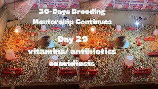 Day 29 How to raise chickens/chicks 30-Days Brooding layers and broilers Mentorship programme