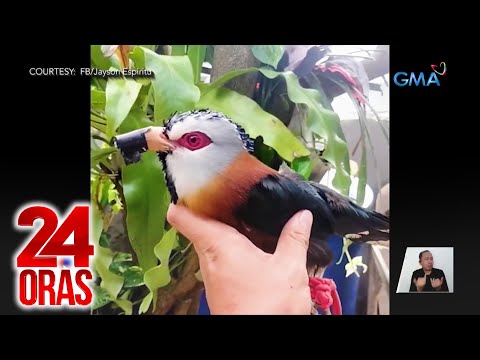 Scale-feathered malkoha na tinanggalan ng balahibo at inalako, sinagip ng isang netizen | 24 Oras