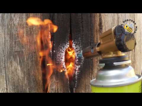 Nest of hornets. Liquidation. Death hornets