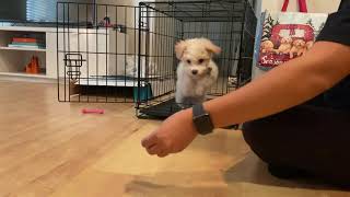 First Time Crate Training 9 Week Old MaltiPoo