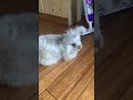 Sweet Opi the English Angora Bunny Rabbit #bunny #mybunny #rabbitvideos #rabbit #terranovahomestead