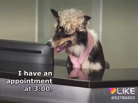 Oakley goes to the dentist