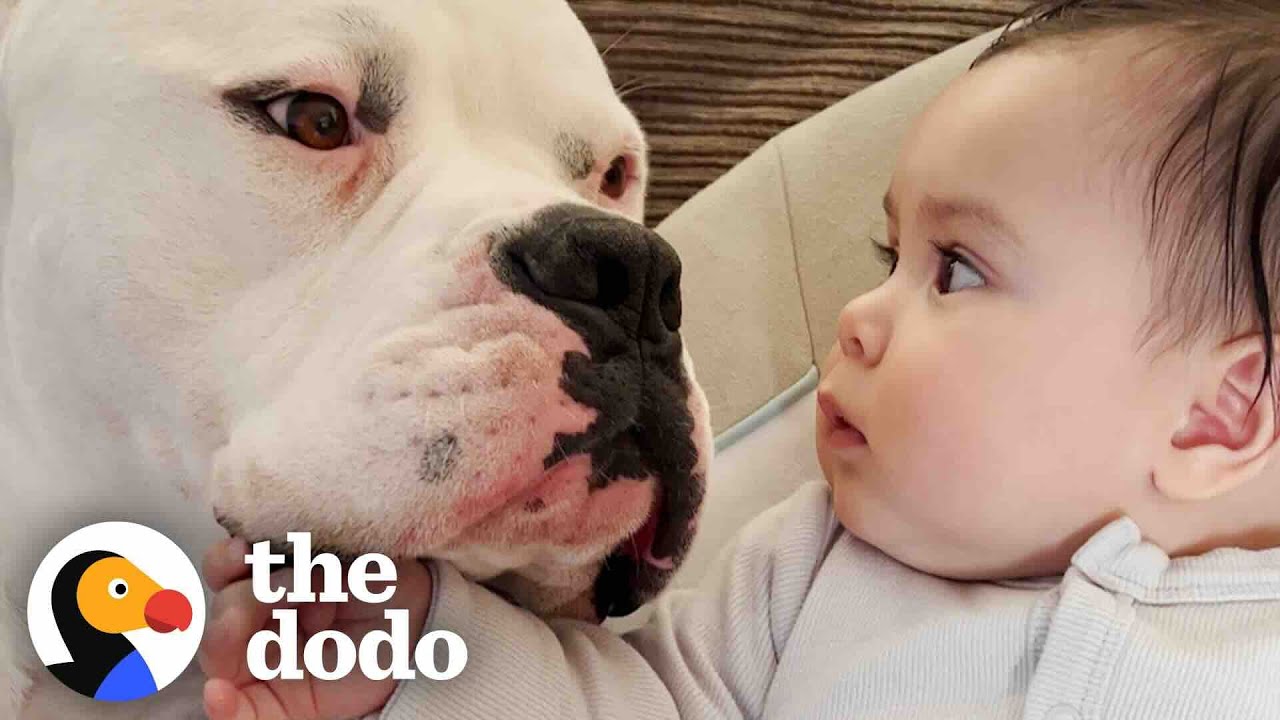 People Told Mom Not To Let Pittie Near Her Baby | The Dodo