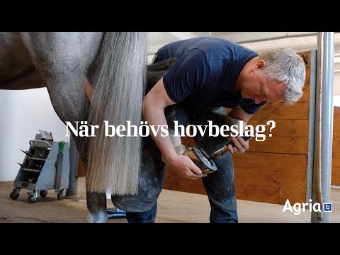 När behöver hästens hovar beslag?