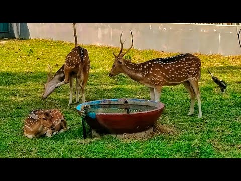 Beautiful Herd of Spotted Deer #deerpointsexplained