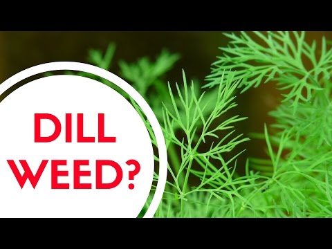 download lagu mp3 mp4 What Is Dill Weed, download lagu What Is Dill Weed gratis, unduh video klip What Is Dill Weed