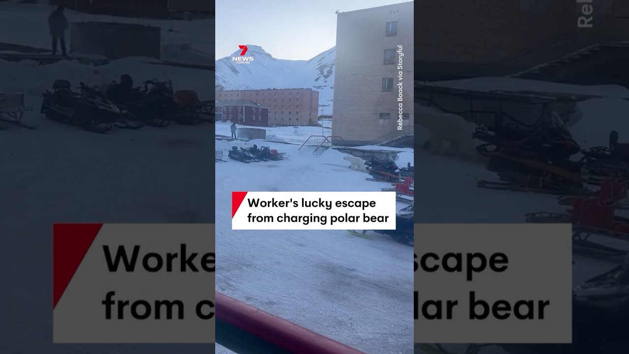Polar bear charges at man in Pyramiden on the Norwegian archipelago of Svalbard