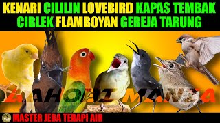 Download lagu MASTER 7 BURUNG | KENARI CILILIN LOVEBIRD KATEM CIBLEK FLAMBOYAN GEREJA TARUNG Jeda Terapi Air mp3 Download lagu MASTER 7 BURUNG | KENARI CILILIN LOVEBIRD KATEM CIBLEK FLAMBOYAN GEREJA TARUNG Jeda Terapi Air mp3