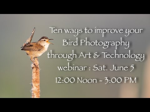 Ten ways to improve your Bird Photography through Art and Technology