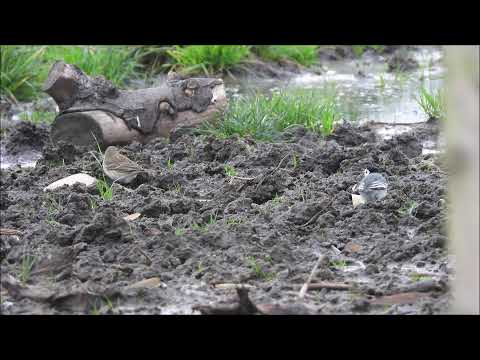 Bachstelze und Bergpieper