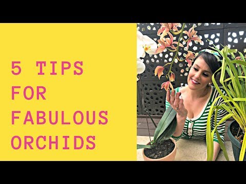 5 Tips for Growing Fabulous Orchids // Orchid Tips and Tricks // The Gardenettes