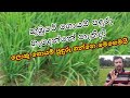 ගොයම් පඳුරක් හදාගන්නේ කොහොමද