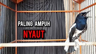 Download lagu kacer gacor NGEPLONG tarung ini paling ampuh buat PANCINGAN KACER agar EMOSI NYAUT mp3