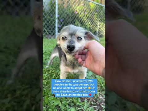 Can you help our rescue dogs⁉️🥺Link in our bio🫶 #amazon #rescuedog #chihuahua #shelter #florida