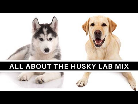 download lagu mp3 mp4 Husky Lab Mix, download lagu Husky Lab Mix gratis, unduh video klip Husky Lab Mix