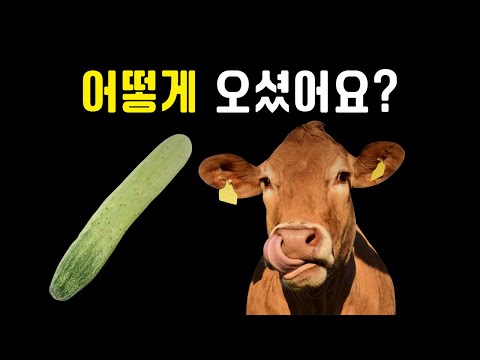 얼른 오이소