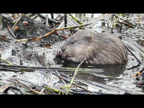 Ondatra pižmová (Ondatra zibethicus) — kŕmenie vodnými rastlinami
