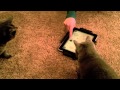 Gracie Lou And The IPad