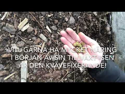 Odla Bondbönor Dags att så i dagens OdlingsTV-tips