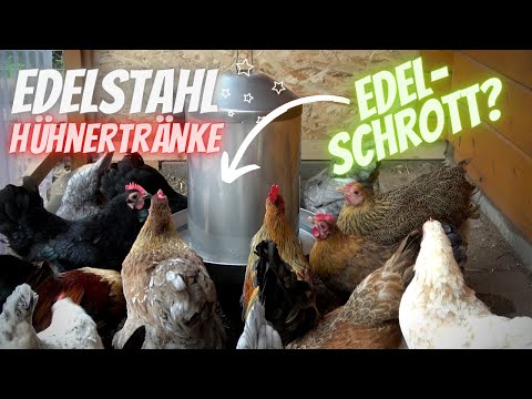 Chicken Tip 17 - Stainless Steel Chicken Drinker - Hygiene in Drinking Water