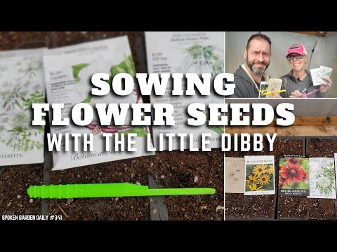 🌱🌼 Sowing Flower Seeds With the Little Dibby - SGD 341 🌼🌱