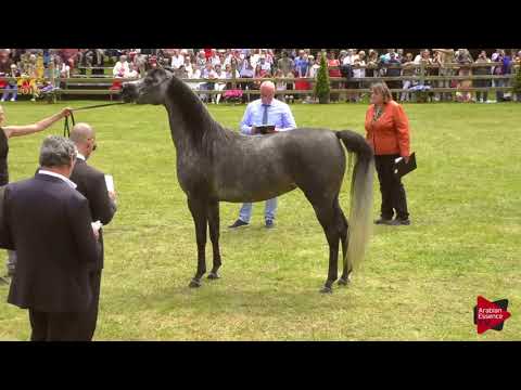 N.177 PSYRELLA - Bruges 2018 Int B - 4-6 Years Old Mares (Class 112)