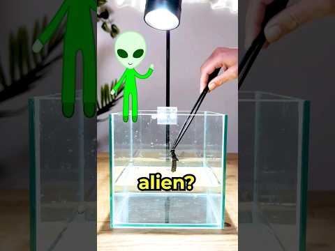 I found THIS in my fish tank 😳