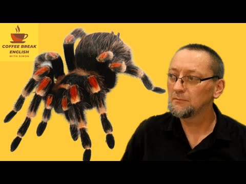 English IDIOMS - Bugs and Insects -Short English Lesson
