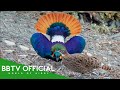 30 Most Beautiful Creatures On Earth Order Galliformes Wildlife Documentary BBTV Official