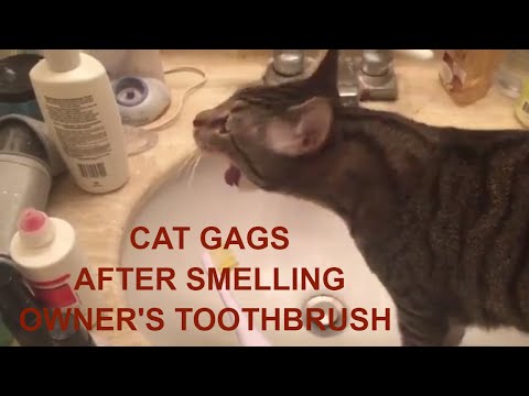 Cat Gags after smelling owner's toothbrush - funny cat video