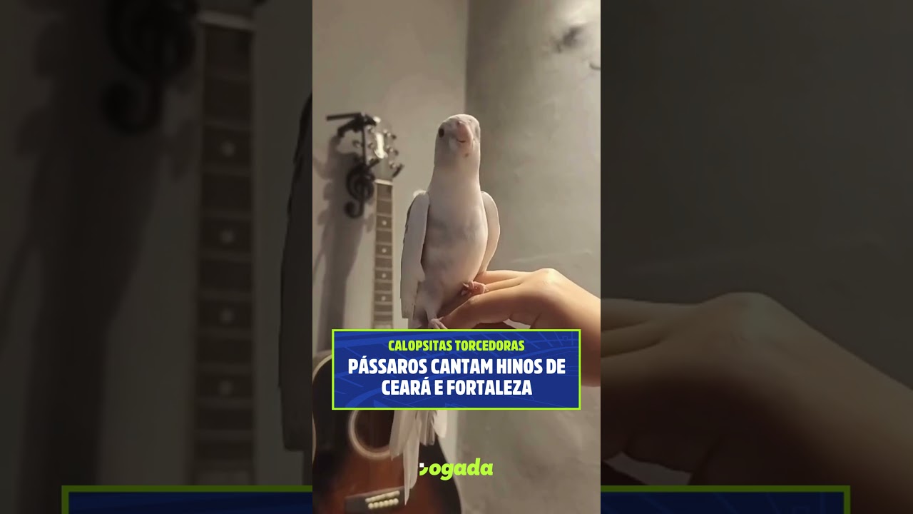 Imagem da notícia Calopsitas cantam hinos de Ceará e Fortaleza e mostram talento musical