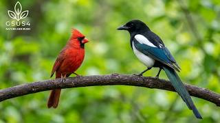 Download lagu Relaxing Bird Sounds - Beautiful Birds Singing in Forest, Instant Relief from Stress and Anxiety mp3