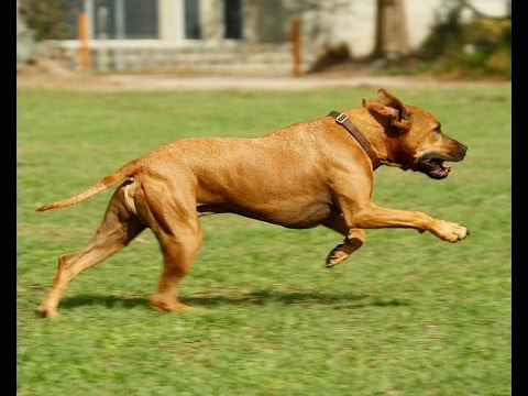 Fastest Dog Alive!!!