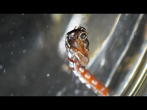 Midge pupa emerging to adult but something goes wrong