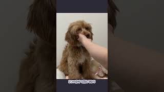 ボードゥードル★トップノットスタイル　#プードル  #ミックス犬