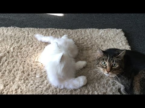 Cats React to Robot Cat