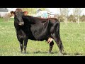 Canadienne Dairy Cattle | Rugged Black Jersey