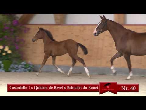 40 Cascadello I-Quidam de Revel-Baloubet du Rouet