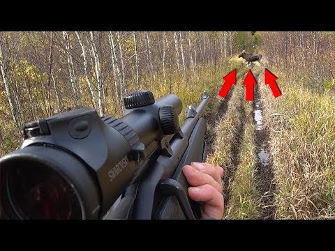 Охота на лося загоном. Удачное открытие сезона!