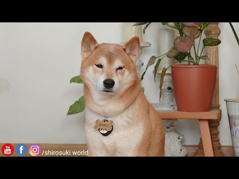 Shiro is once again the guardian of the stairs