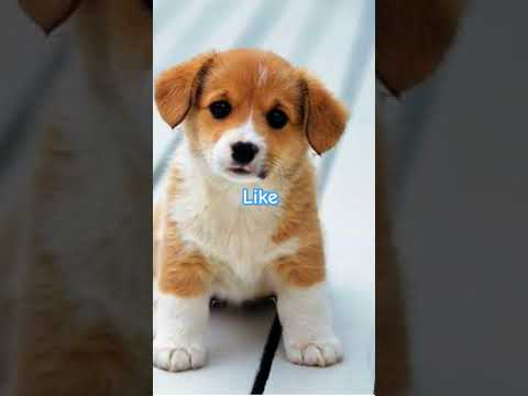 Your dog if you #cutedog #dog #shorts