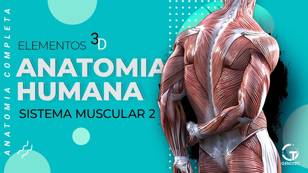Anatomia Humana - Sistema Muscular (Estriado Esquelético)